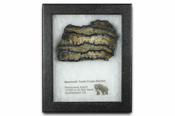Mammoth Molar Slice With Case - South Carolina #377851